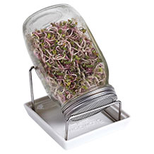 growpowr Sprossenglas