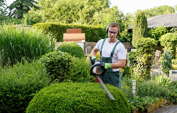 Hecke wird mit Akku-Strauchschere gestutzt