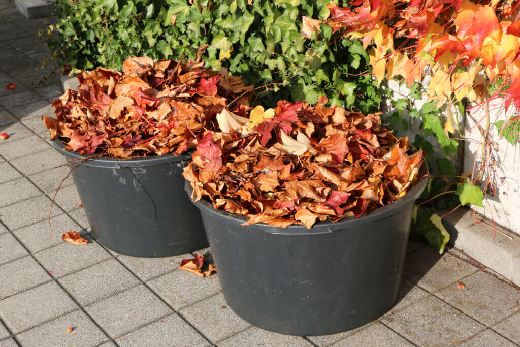 herbstlaub in zwei behaeltern