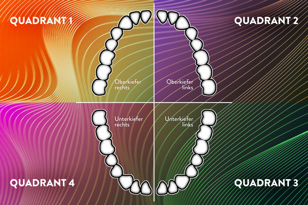 die vier Quadranten des Gebiss