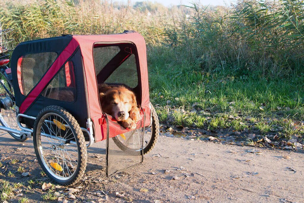 Hund schläft in Anhänger