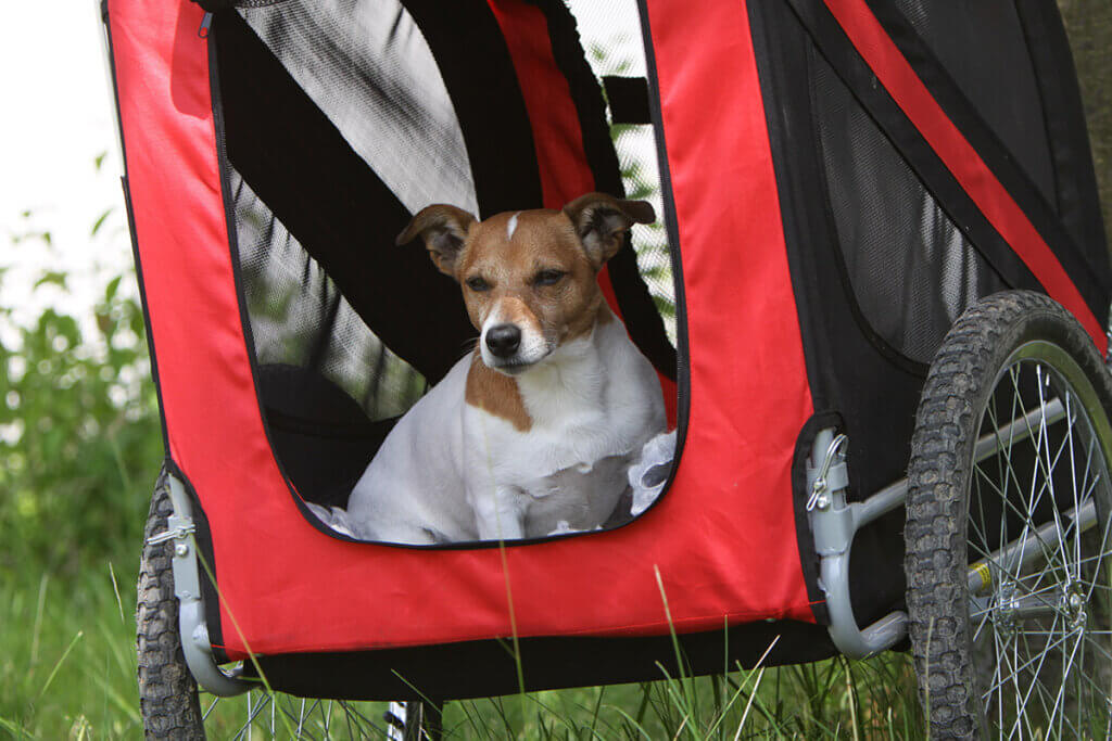 Hund sitzt in Fahrrad-Hundeanhänger