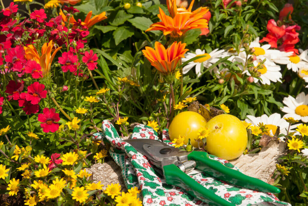 Gartenschere liegt auf Handschuhen außenrum Blumen