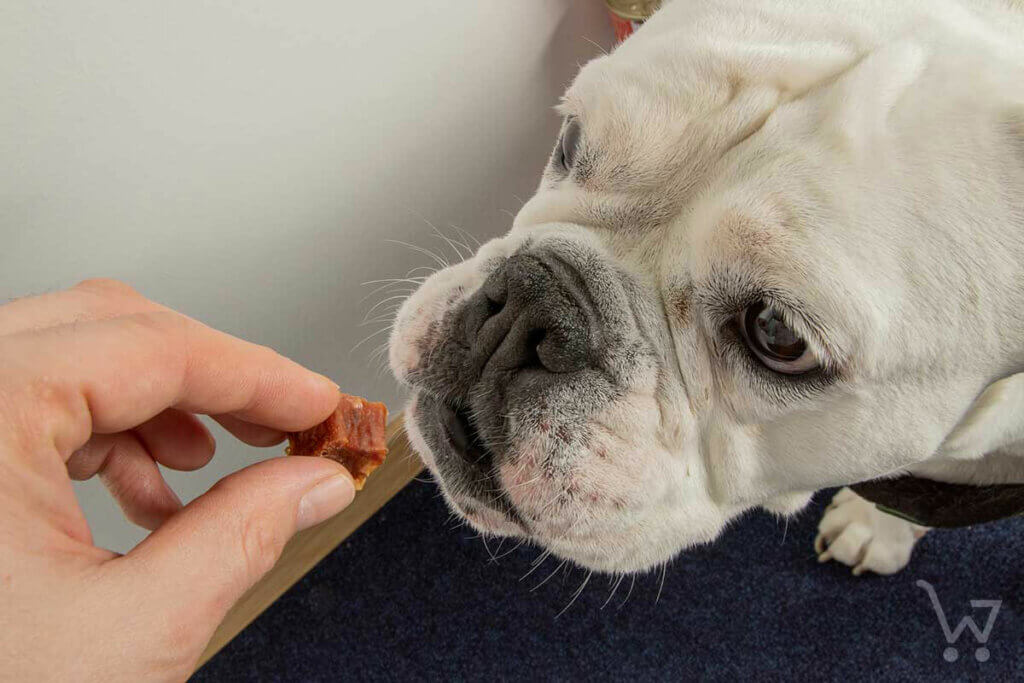 Hund wird mit einem Leckerbissen gefüttet