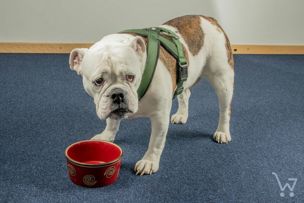 Traurig wirkender Hund vor leerem Futternapf