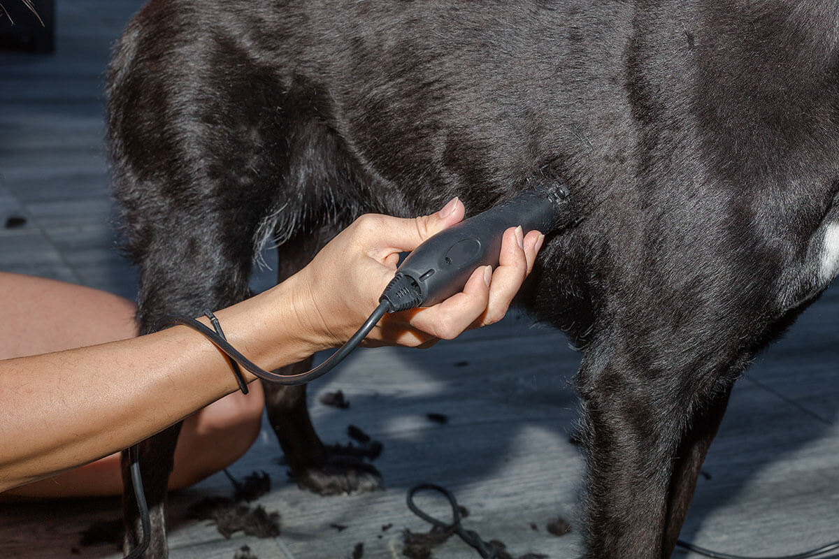 hund_mit_dunklem__fell_wird_mit_hundeschermaschine_geschert