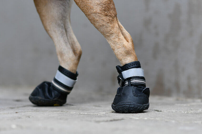 Hundeschuhe