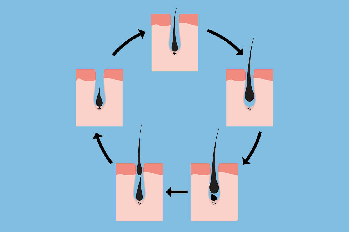 Wachstumszyklus eines Haares