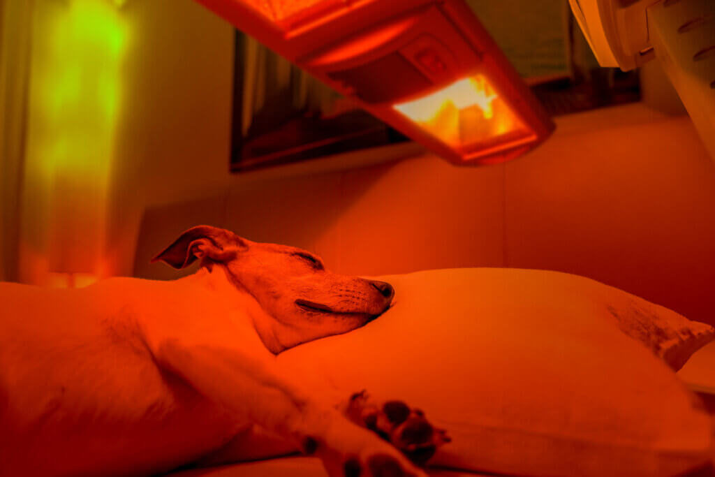 hund liegt unter einer rotlichtlampe 