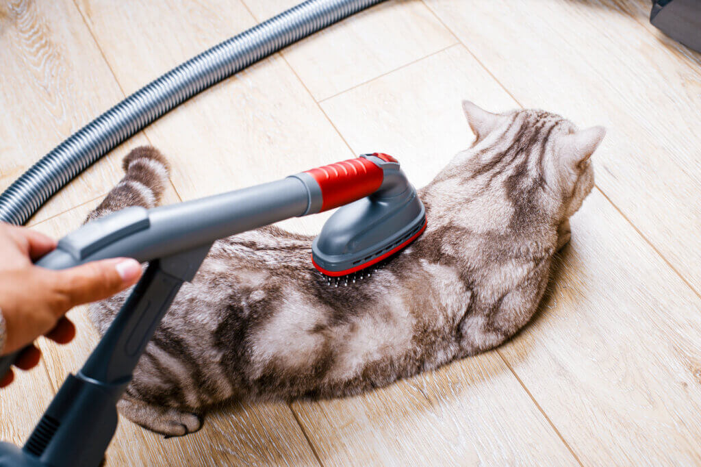 Katze wird mit Staubsauger abgesaugt