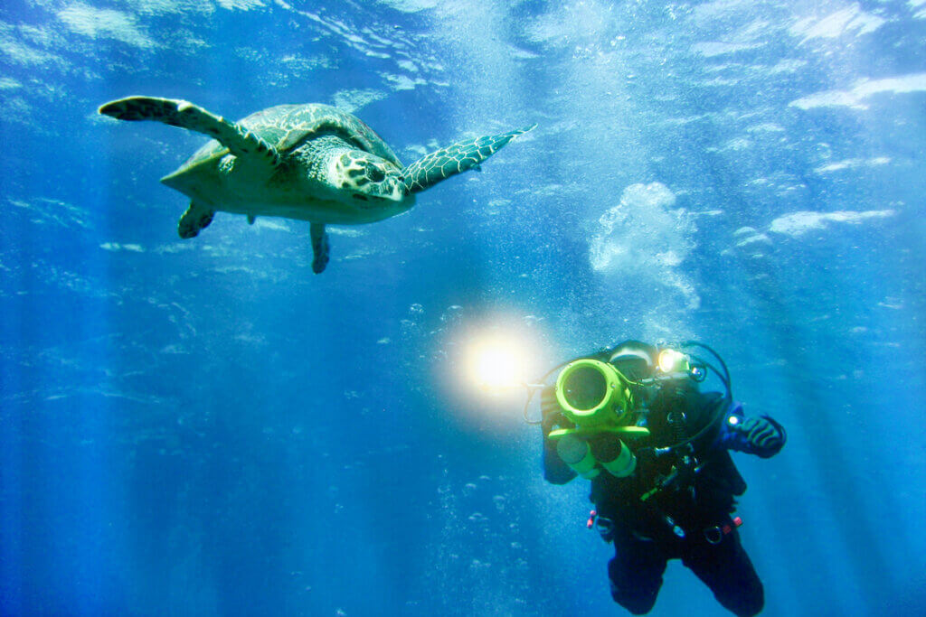 taucher fotgrafiert schildkroete mit unterwasserkamera